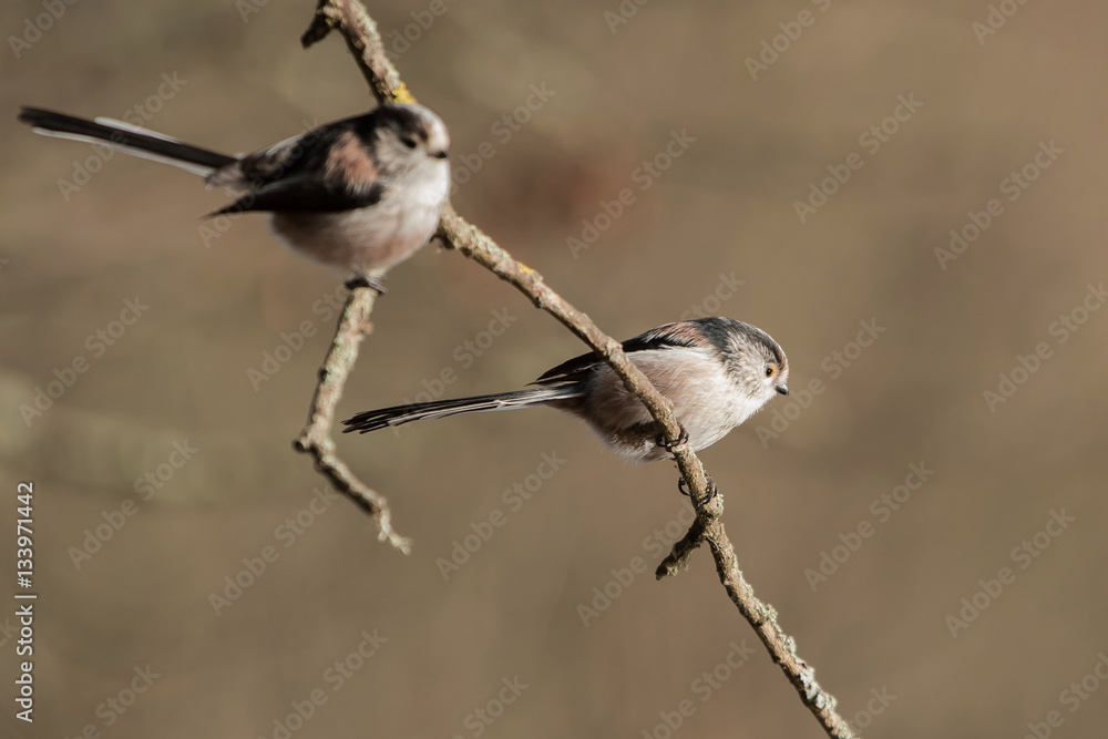 Naklejka premium Long-tailed Tit, Tit, Aegithalos caudatus