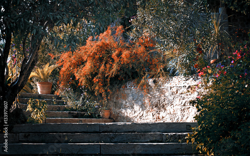 garden in spring with red flowers, stairs