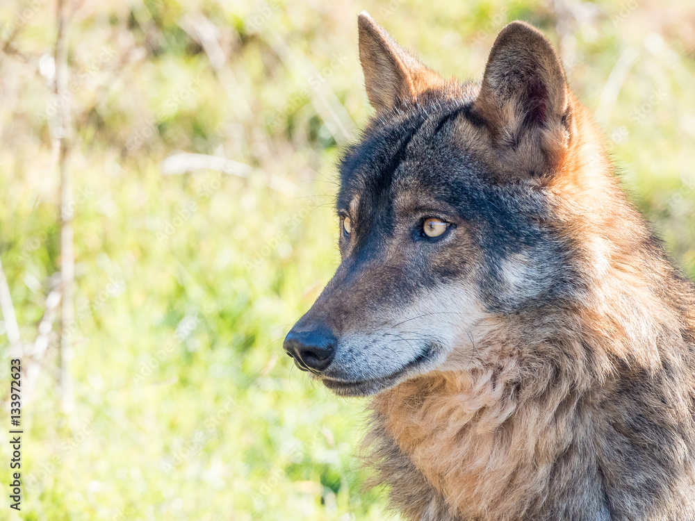 Obraz premium Iberian wolf (Canis lupus signatus) in summer