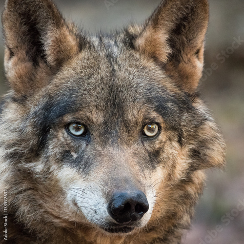Female of iberian wolf (Canis lupus signatus) photo