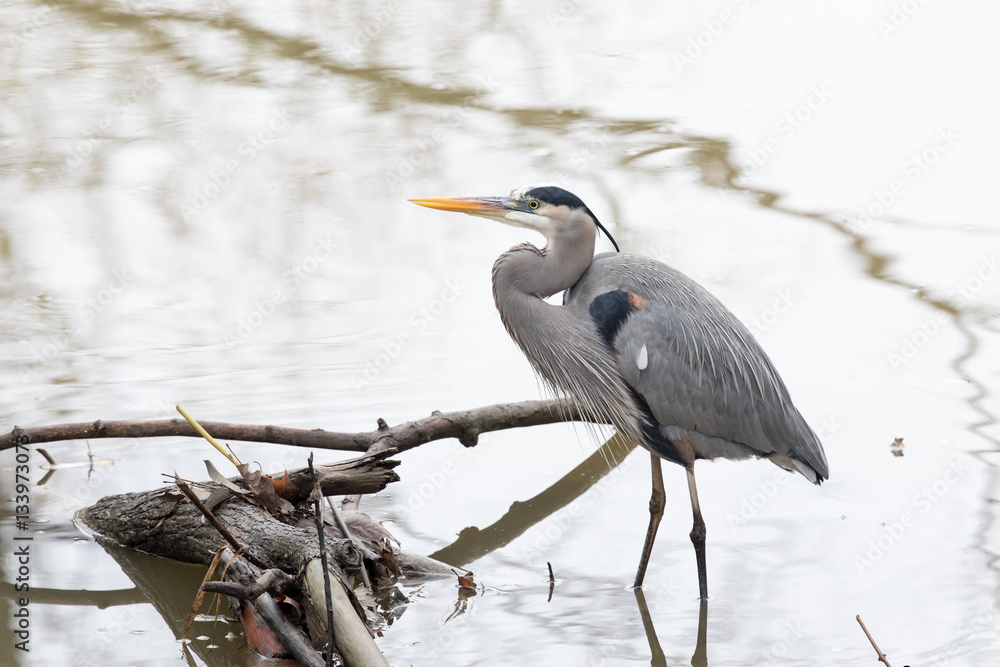 Fototapeta premium Blue Heron fishing