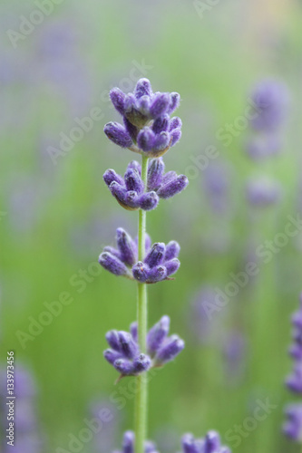 Lavender Closeup