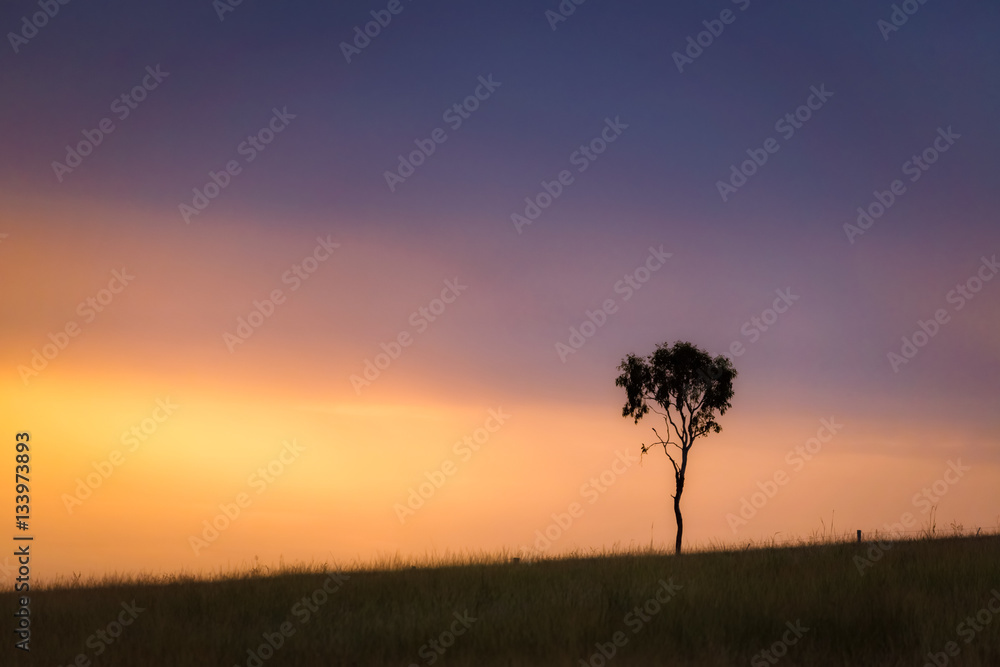 Lone tree on a hill at sunset
