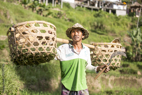 balinese rice field worker on rice field