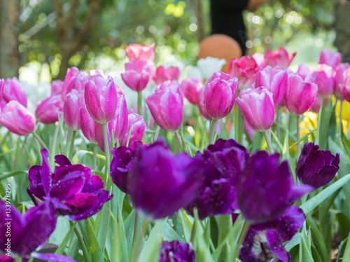 Closeup of pink tulips in a field.