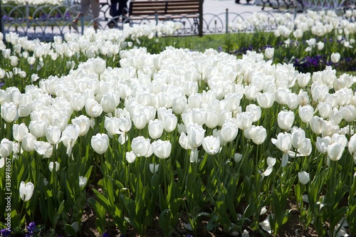 White flowers