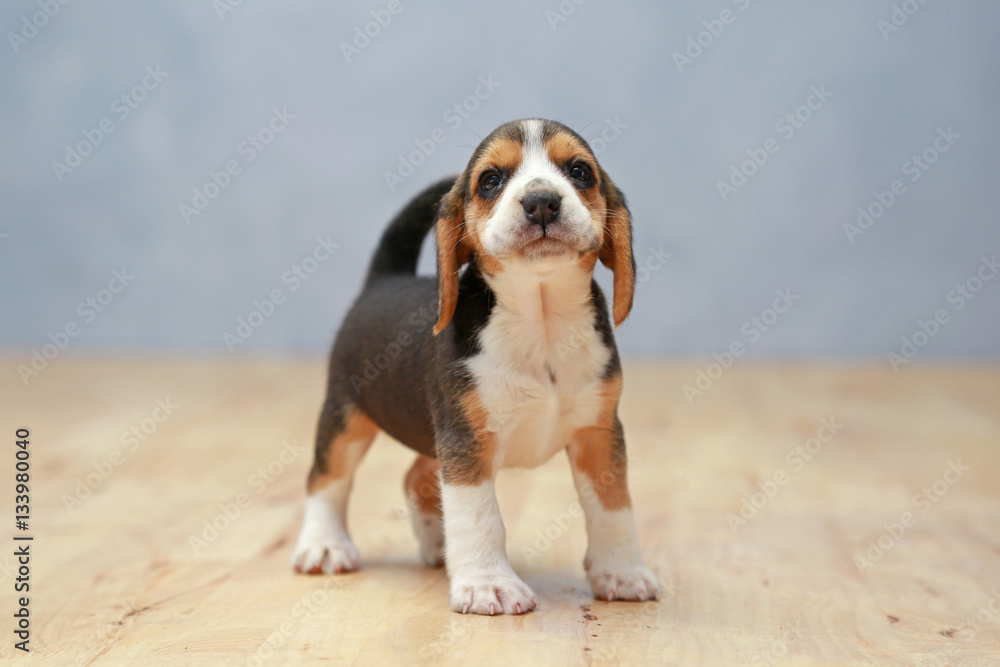 strong female beagle puppy in action