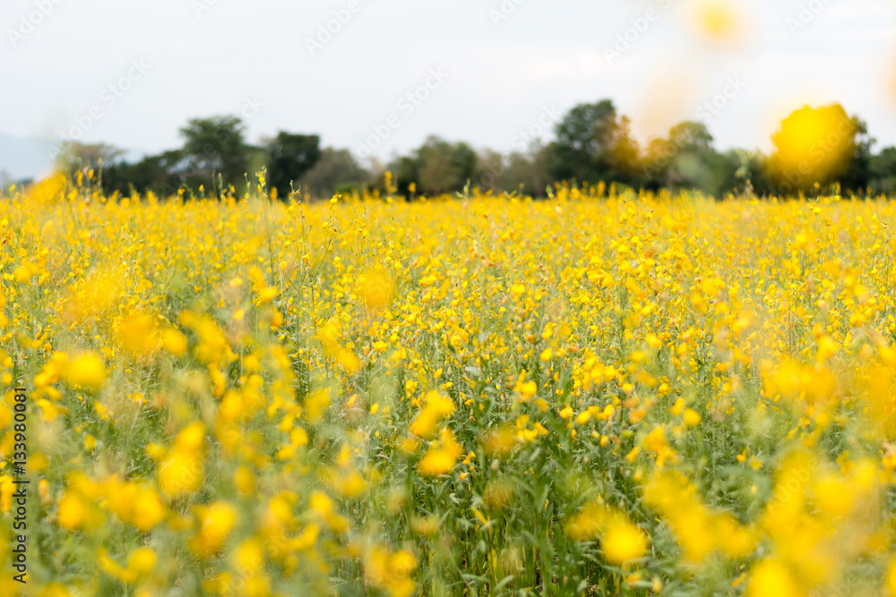 Obraz premium Rapeseed field, Blooming canola flowers close up. Rape on the fi