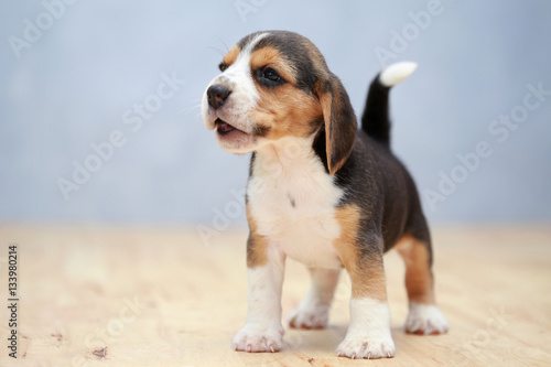 strong female beagle puppy in action