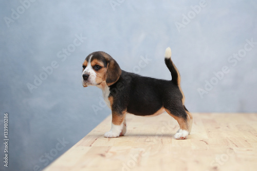 strong female beagle puppy in action © Sigma s