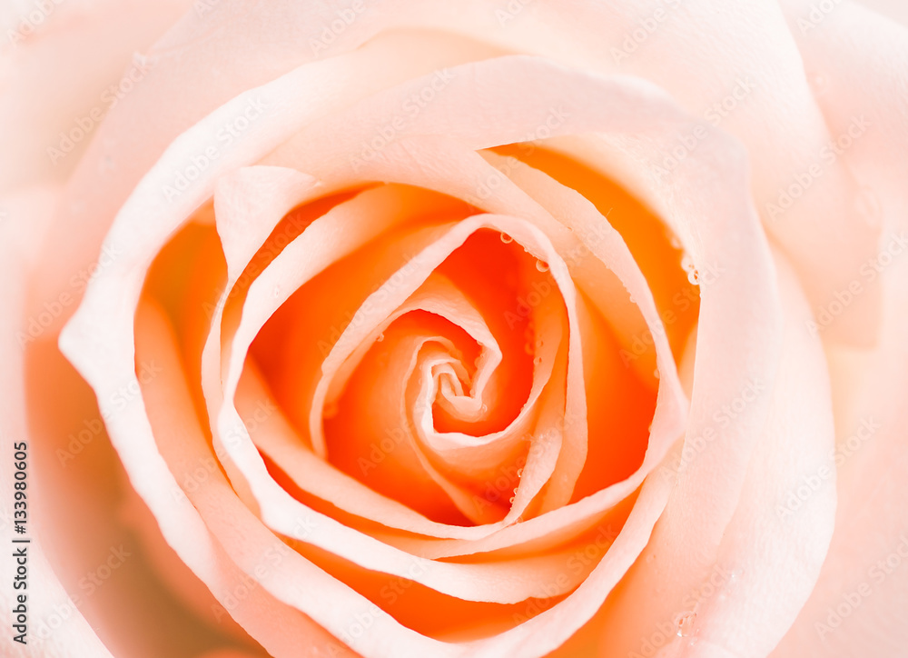 Beautiful light orange rose on white background Beautiful light orange rose on white background