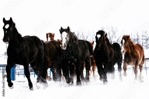 Fototapeta Naklejka Na Ścianę i Meble -  雪原を走る馬