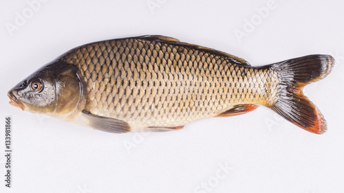 Common carp fish on white background,