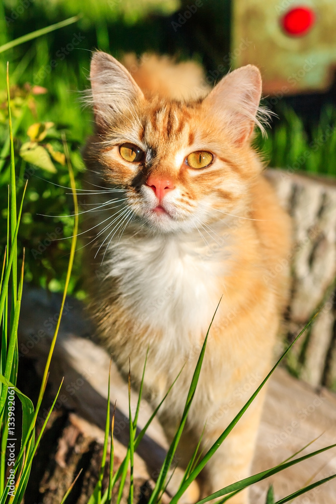 Cute pretty curious red female cat posing outdoors for camera