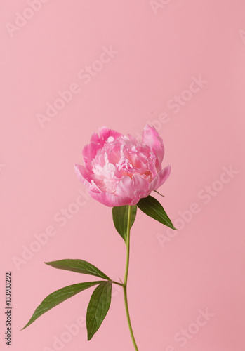 peony in the hand