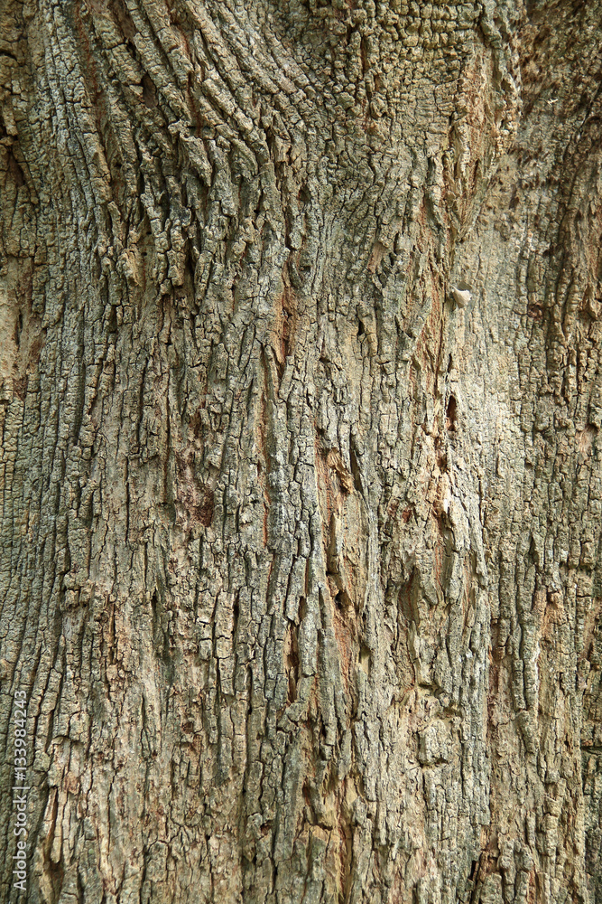Fototapeta premium Texture of tree bark for background.