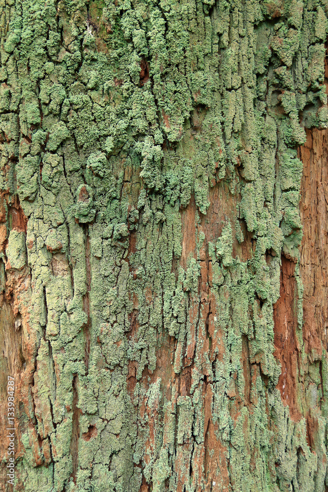 Texture of tree bark for background. Texture of tree bark for background.