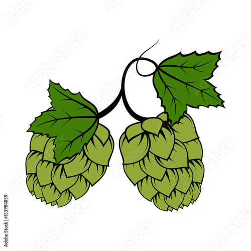 Green hop with leaf