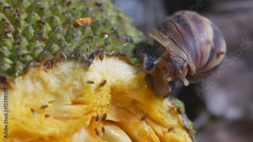 Land snails crawling on jackfruit after finish eating it photo