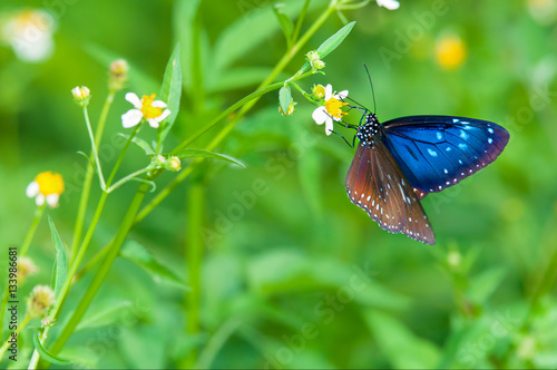 Blue Butterflies