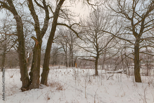 oak grove in winter. all in the snow © makam1969