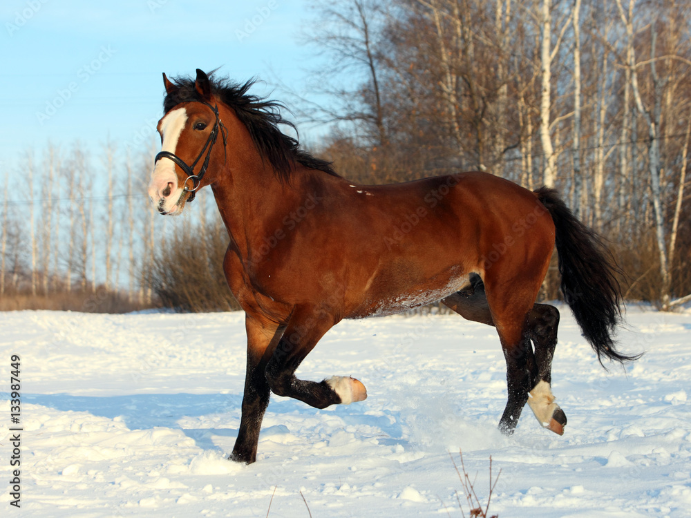 Obraz premium Bay beautiful horse galloping at the snow field
