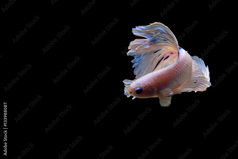 Siamese fighting fish Siamese fighting fish