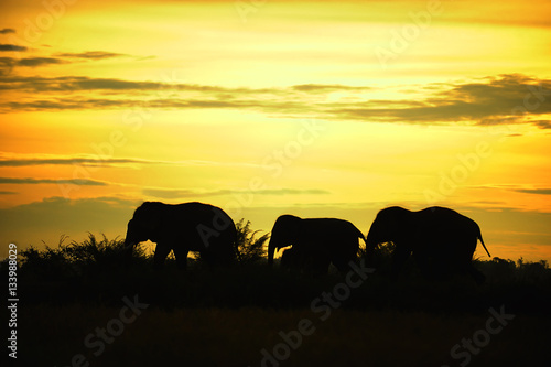 Asian Elephant silhouette Walk the Line  in thailand