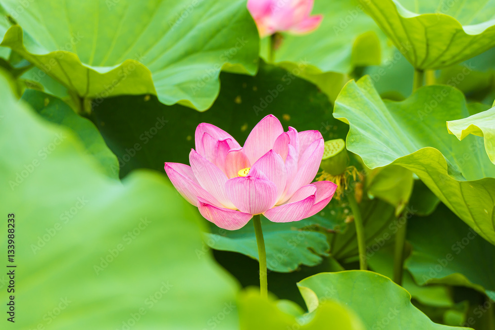 The Lotus Flower.Background is the lotus leaf and lotus flower. The Lotus Flower.Background is the lotus leaf and lotus flower.