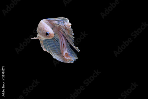 Siamese fighting fish © itthipol13711723