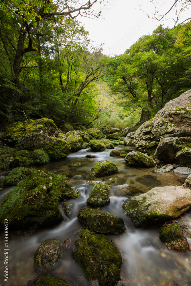 新緑の小田深山渓谷（愛媛県喜多郡内子町）