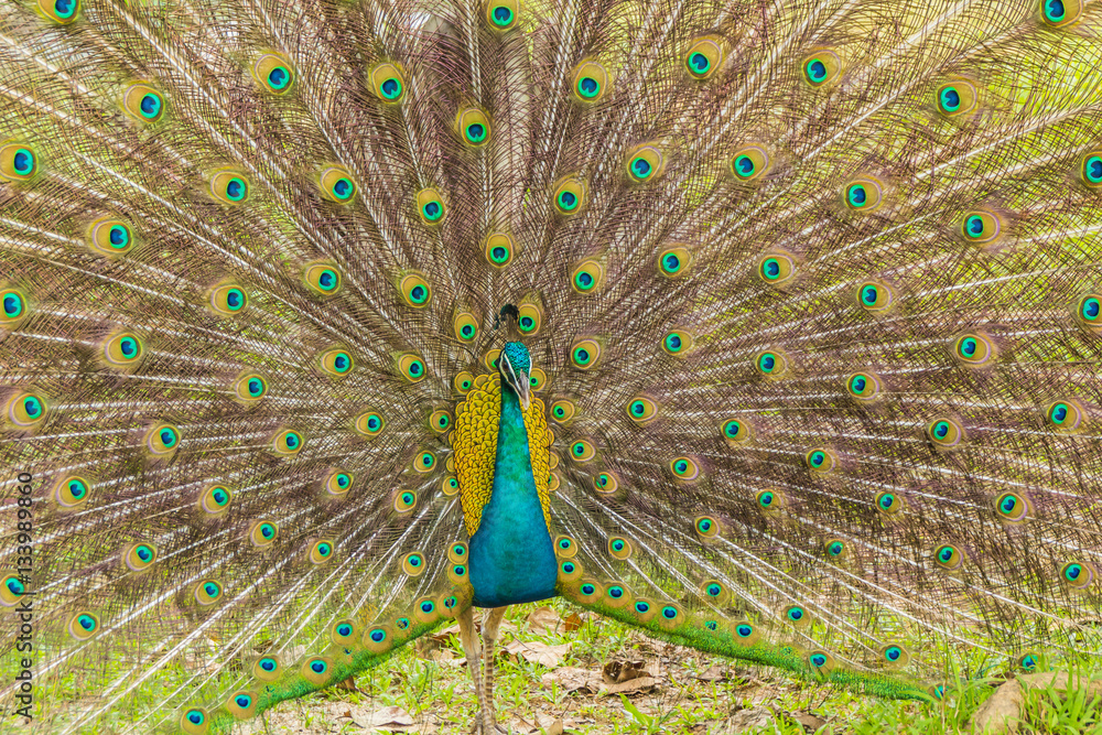 Obraz premium Wild peacocks, Ratchaburi, Thailand