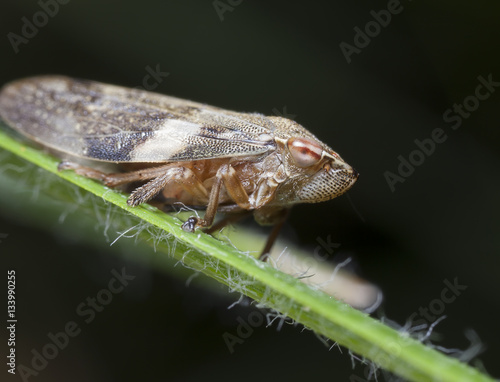 little cicada on a leaf of a grass 