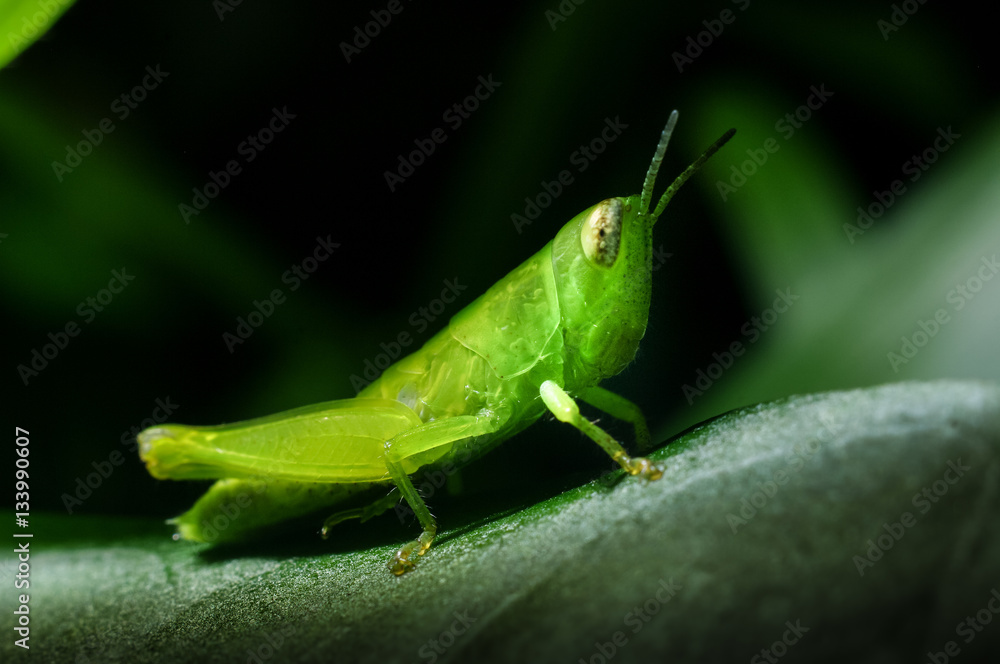 Grasshopper on green grass leaf Grasshopper on green grass leaf