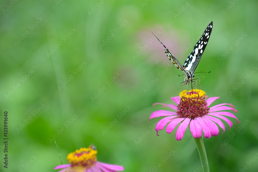 butterfly on flower in green meadows