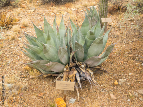 Agave shrevei matapensis photo