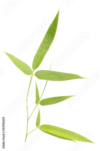 Bamboo leaves