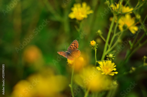 Butterfly in yellow flowers, nature background © violart