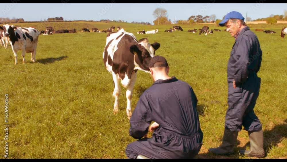 Two cattle farmers interacting with each other in the field Stock Video ...