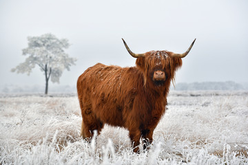 Deken met foto Schotse hooglander Schotse hooglander in besneeuwde winternatuur  © defotoberg