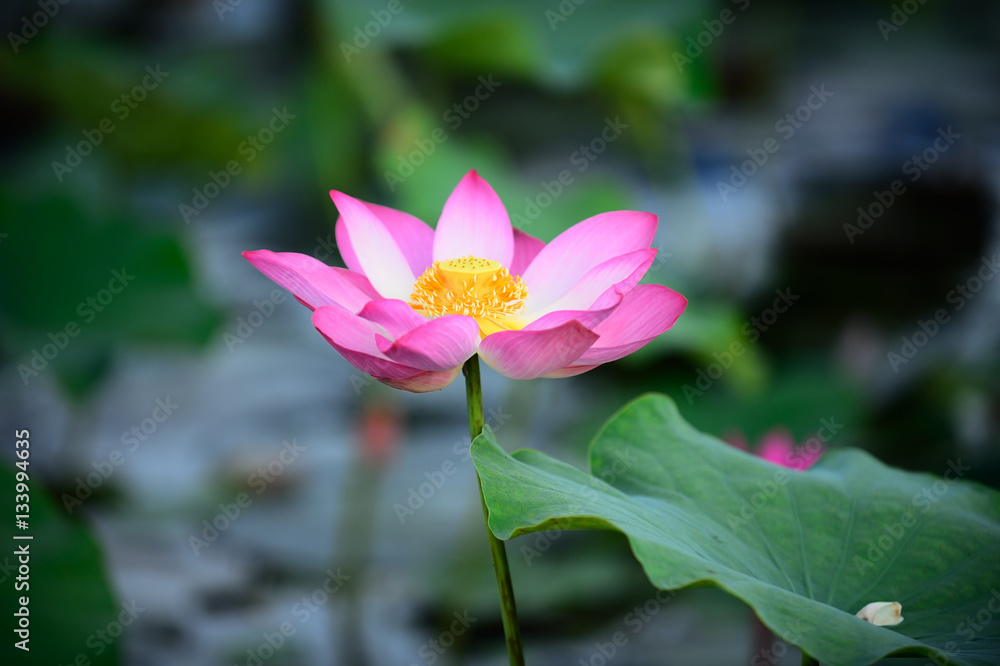 Obraz premium Pink lotus on waer and green leaf