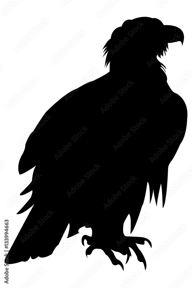 Fototapeta premium Eagle