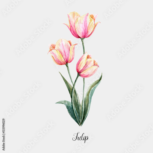 Watercolor pink-yellow tulip flower