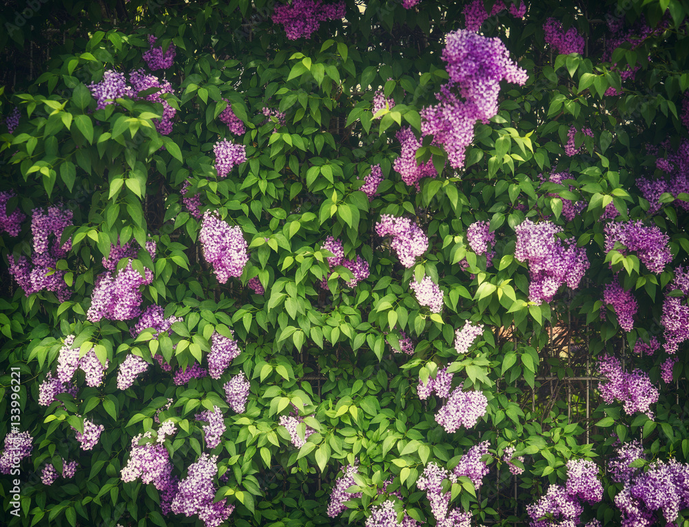 Obraz premium Lilac bush blossoms, outdoor nature background