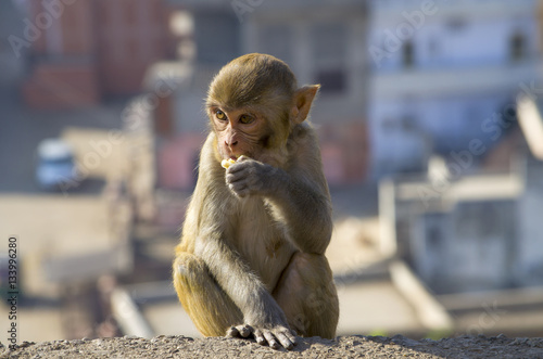 The wild animal a monkey a macaque in India   © rosetata