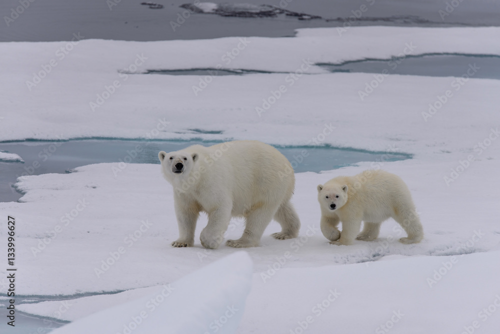 Polar bear (Ursus maritimus) cub on the pack ice Polar bear (Ursus maritimus) cub on the pack ice
