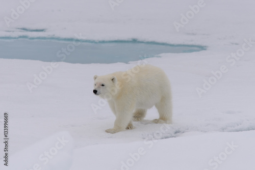 Polar bear (Ursus maritimus) cub on the pack ice