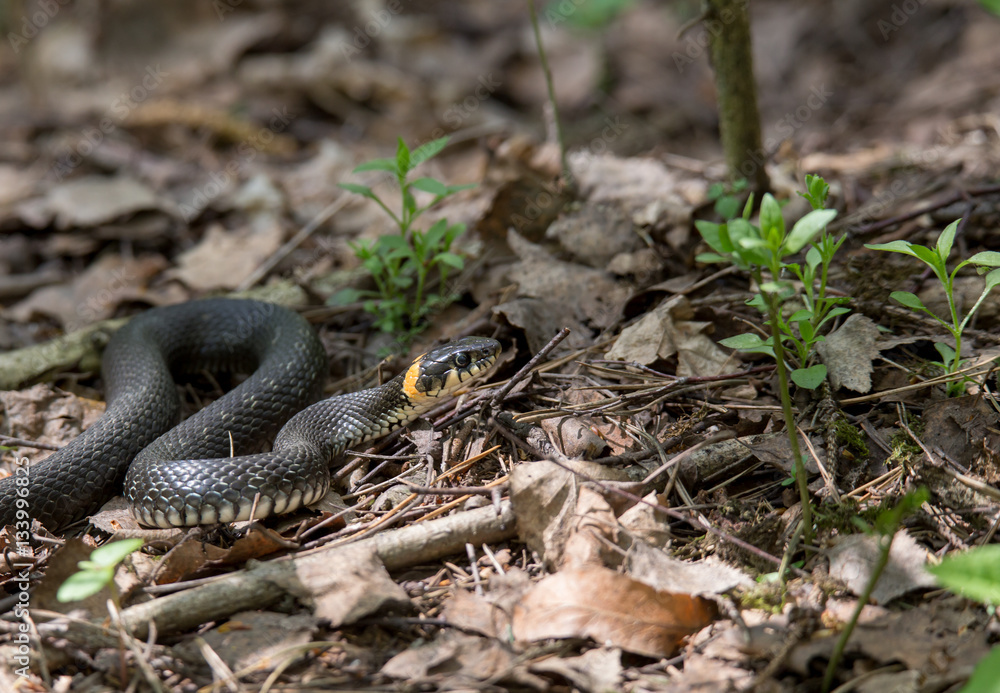 Fototapeta premium Уж