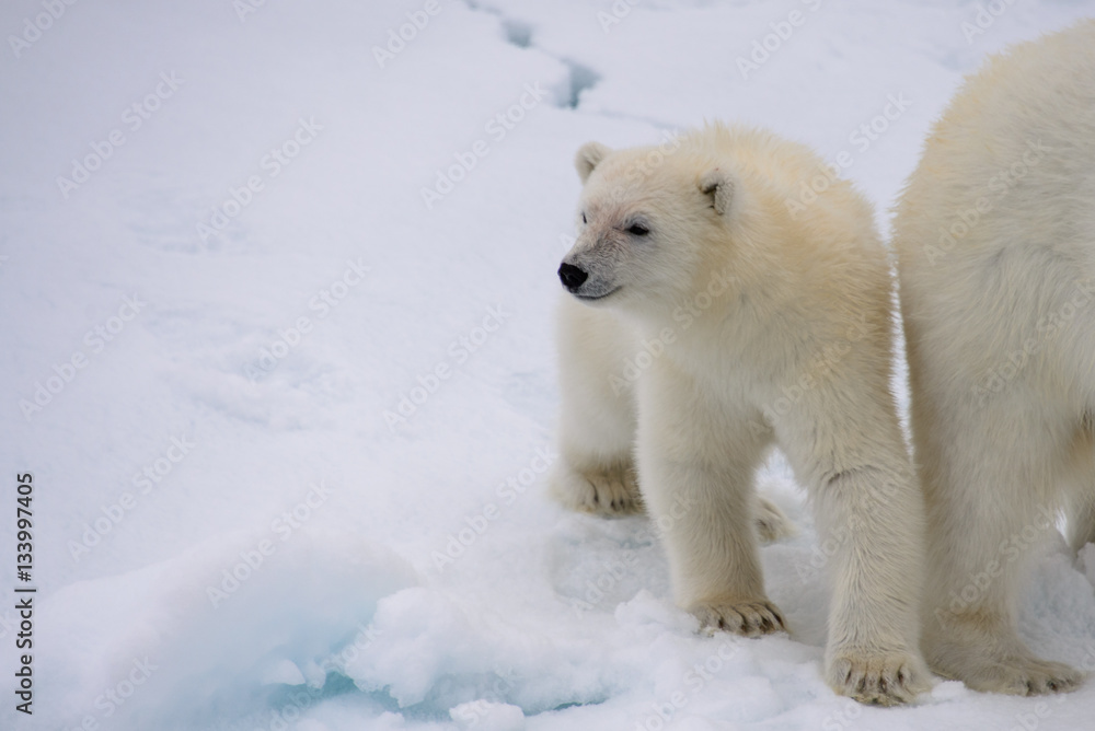 Polar bear (Ursus maritimus) mother and cub on the pack ice Polar bear (Ursus maritimus) mother and cub on the pack ice