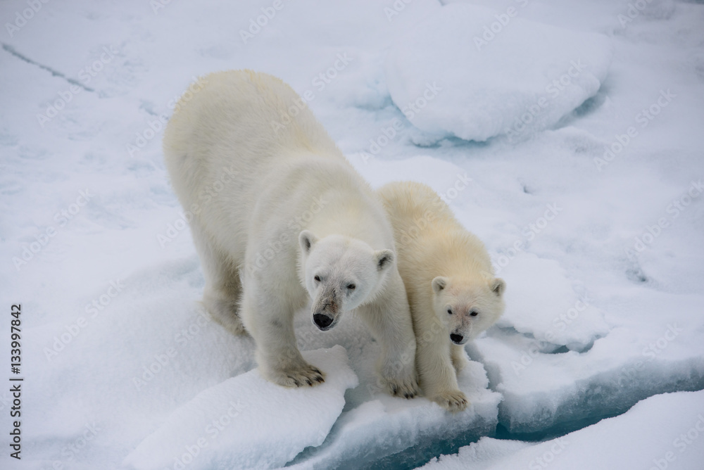 Polar bear (Ursus maritimus) mother and cub on the pack ice Polar bear (Ursus maritimus) mother and cub on the pack ice